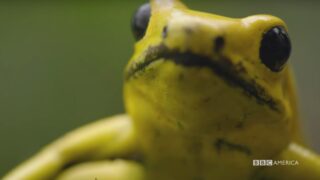 A Frog on BBC America