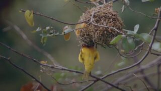 Weaver Birds 